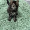 Armani - Dark Tabby Maine Coon Male 2.5 Months Old