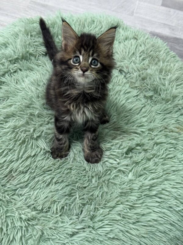 Armani - Dark Tabby Maine Coon Male 2.5 Months Old