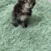 Becca - Dark Tabby Maine Coon Female 2.5 Months Old