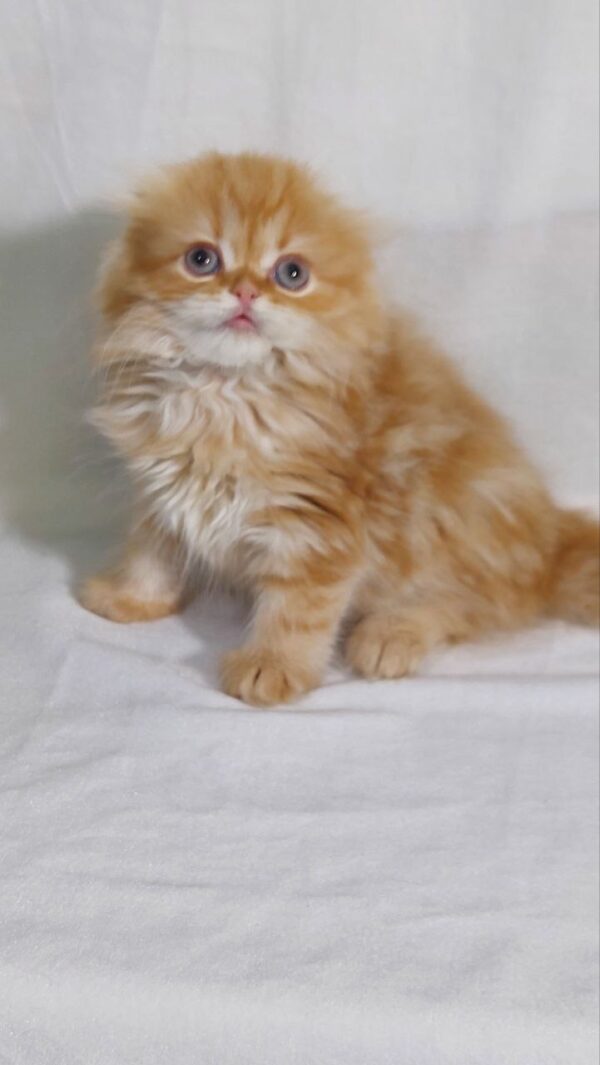 Kasper - Gold Scottish Fold Male 2 Months Old