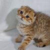 Dolce - Scottish Fold Gold Marble Female 2 Months Old