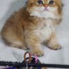 Amina - Scottish Fold Gold Female 2 Months Old