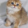 Bruno - Scottish Fold Gold Male 2 Months Old