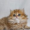 Carolina - British Longhair Fold Female 2 Months Old