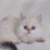 Celine - British Longhair White Female with Blue Eyes 2 Months Old