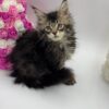 Glaze - Tabby Maine Coon Female 2.5 Months Old