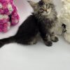 Guess - Tabby Maine Coon Male 2.5 Months Old