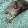 Fendi - Gold Longhair Scottish Fold Male 2.5 Months Old