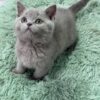 Gucci - Blue British Shorthair Male 2.5 Months Old