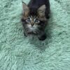 Armani - Dark Tabby Maine Coon Male 2.5 Months Old