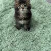 Becca - Dark Tabby Maine Coon Female 2.5 Months Old