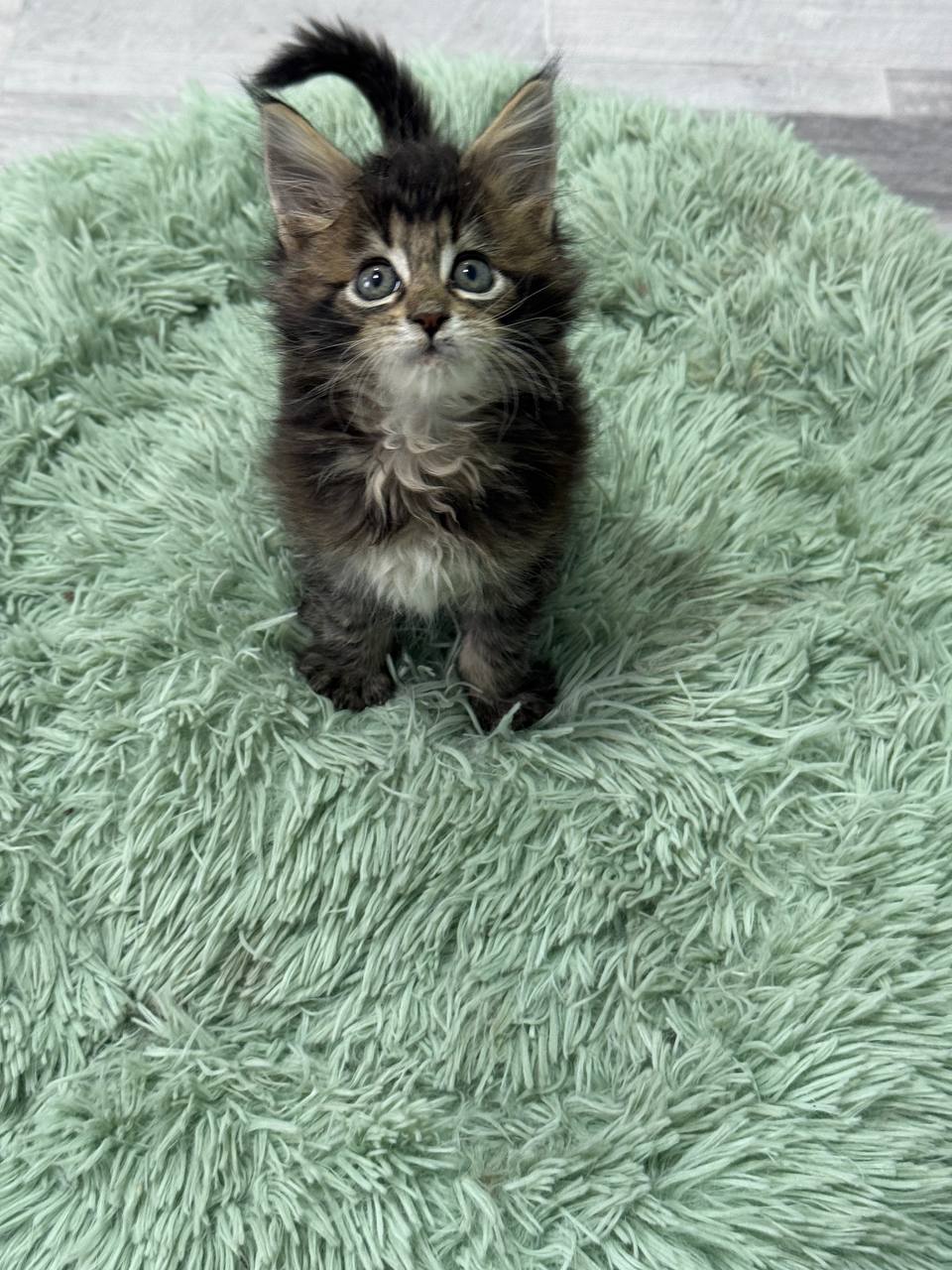 Becca - Dark Tabby Maine Coon Female 2.5 Months Old