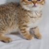 Dolce - Scottish Fold Gold Marble Female 2 Months Old