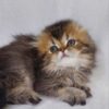 Alice - Scottish Fold Dark Gold Female 2 Months Old