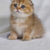 Bruno - Scottish Fold Gold Male 2 Months Old