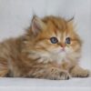 Carolina - British Longhair Fold Female 2 Months Old