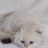 Ferrari - Scottish Fold White Point Male 2 Months Old