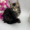 Glaze - Tabby Maine Coon Female 2.5 Months Old