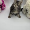 Guess - Tabby Maine Coon Male 2.5 Months Old