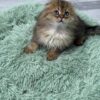 Fendi - Gold Longhair Scottish Fold Male 2.5 Months Old