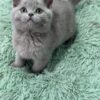 Gucci - Blue British Shorthair Male 2.5 Months Old