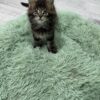 Armani - Dark Tabby Maine Coon Male 2.5 Months Old