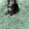 Becca - Dark Tabby Maine Coon Female 2.5 Months Old