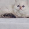 Celine - British Longhair White Female with Blue Eyes 2 Months Old