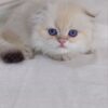 Ferrari - Scottish Fold White Point Male 2 Months Old