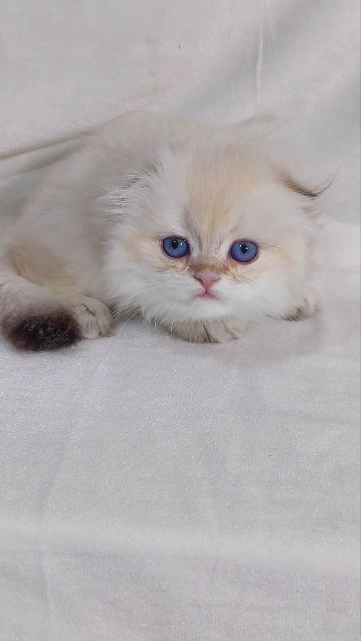 Ferrari - Scottish Fold White Point Male 2 Months Old