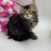 Glaze - Tabby Maine Coon Female 2.5 Months Old