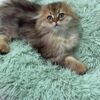 Fendi - Gold Longhair Scottish Fold Male 2.5 Months Old