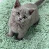 Gucci - Blue British Shorthair Male 2.5 Months Old