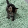 Armani - Dark Tabby Maine Coon Male 2.5 Months Old