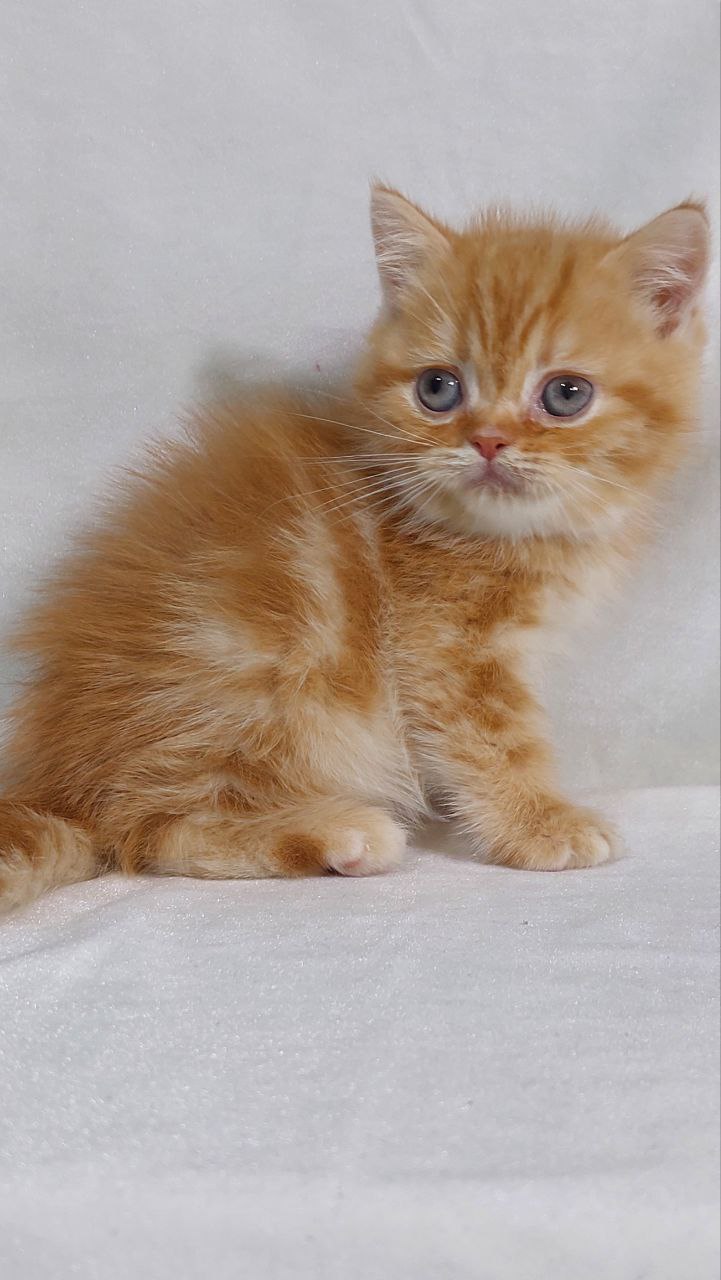 Giorgio - British Shorthair Gold Marble Male 2 Months Old