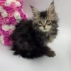 Glaze - Tabby Maine Coon Female 2.5 Months Old