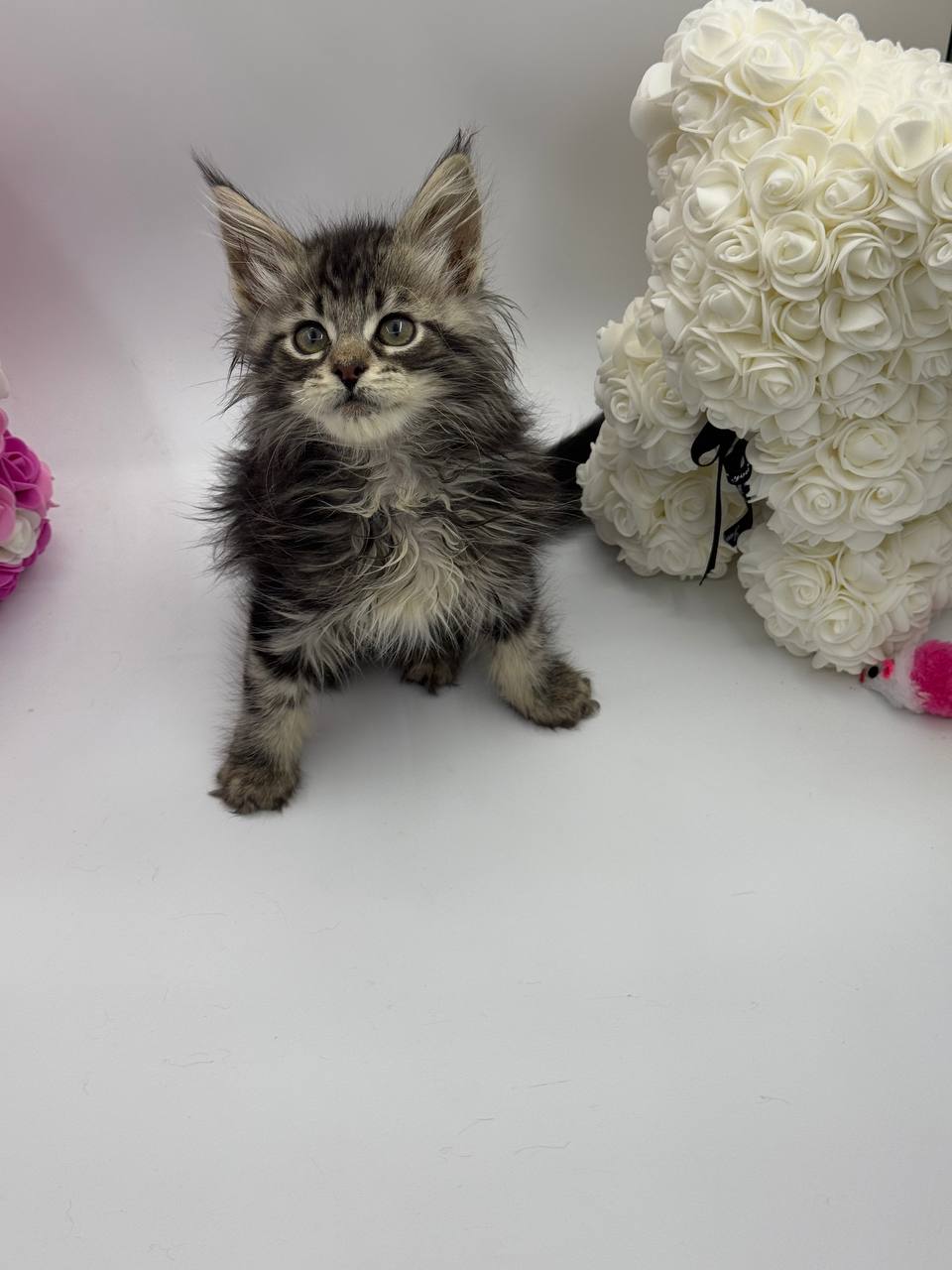 Harris - Tabby Maine Coon Male 2.5 Months Old