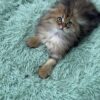 Fendi - Gold Longhair Scottish Fold Male 2.5 Months Old