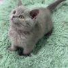 Gucci - Blue British Shorthair Male 2.5 Months Old