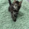 Armani - Dark Tabby Maine Coon Male 2.5 Months Old