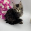 Glaze - Tabby Maine Coon Female 2.5 Months Old