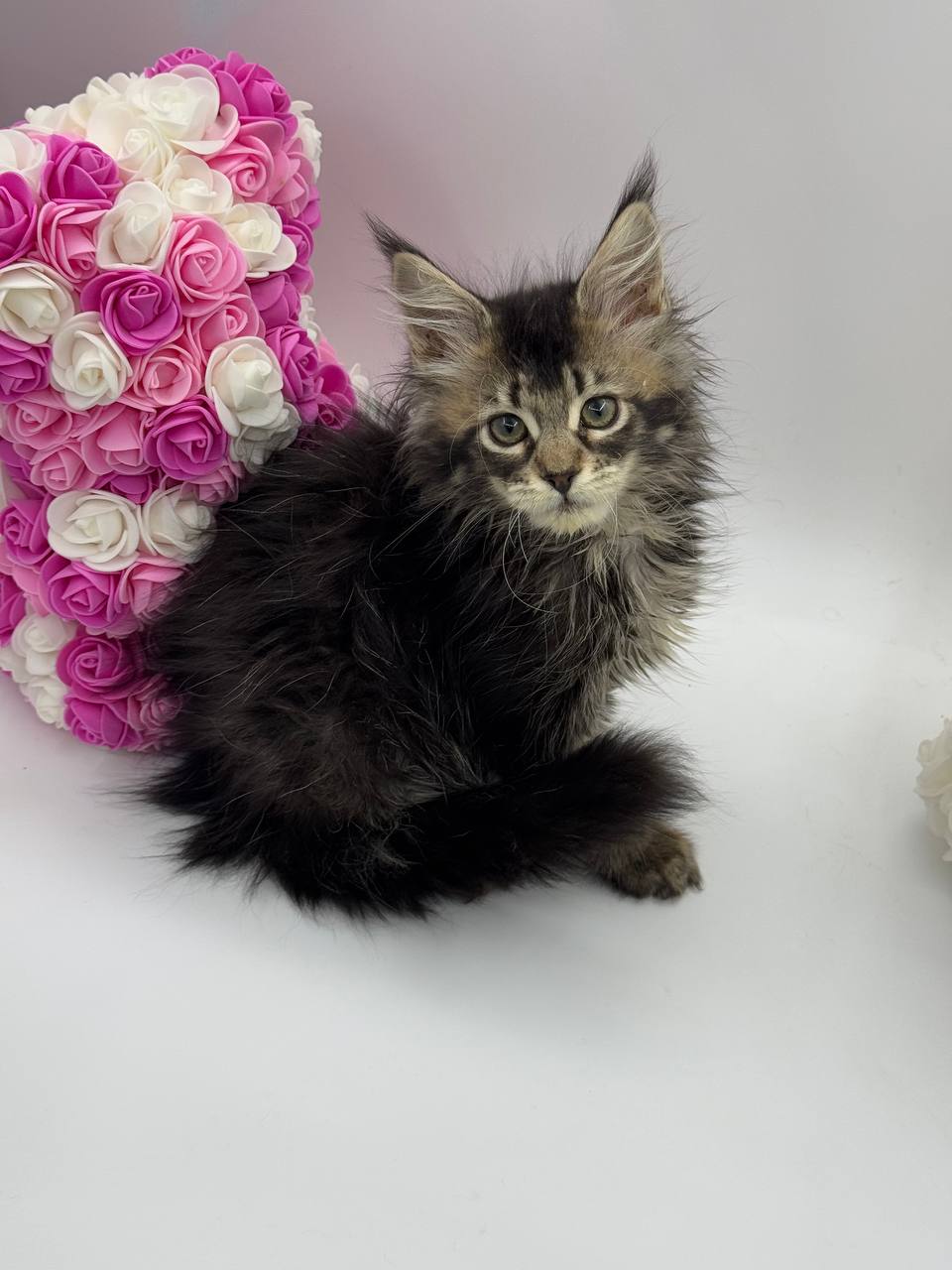 Glaze - Tabby Maine Coon Female 2.5 Months Old