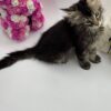 Guess - Tabby Maine Coon Male 2.5 Months Old