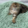 Fendi - Gold Longhair Scottish Fold Male 2.5 Months Old