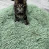 Armani - Dark Tabby Maine Coon Male 2.5 Months Old