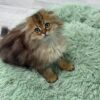 Fendi - Gold Longhair Scottish Fold Male 2.5 Months Old