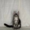 Karen - Maine Coon Silver Female 3 Months Old