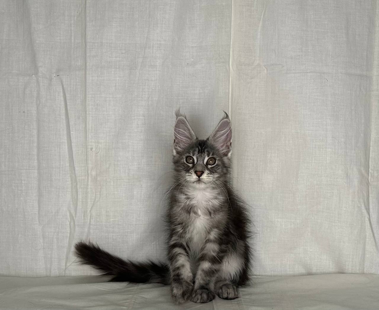 Karen - Maine Coon Silver Female 3 Months Old