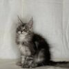 Junya - Maine Coon Silver Female 3 Months Old