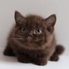 Choco - British Shorthair Chocolate Male 2.5 Months Old